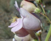Palmer's penstemon (<em>Penstemon palmeri var. palmeri</em>)
