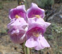 Palmer's penstemon (<em>Penstemon palmeri var. palmeri</em>)