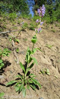 Payette penstemon (<em>Penstemon payettensis</em>)