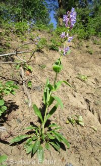 Payette penstemon (<em>Penstemon payettensis</em>)