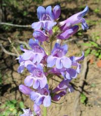 Payette penstemon (<em>Penstemon payettensis</em>)