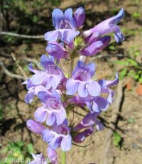 Payette penstemon (<em>Penstemon payettensis</em>)