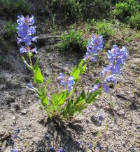 Payette penstemon (<em>Penstemon payettensis</em>)