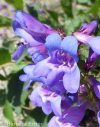 Payette penstemon (<em>Penstemon payettensis</em>)