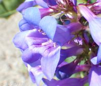 Payette penstemon (<em>Penstemon payettensis</em>)