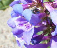 Payette penstemon (<em>Penstemon payettensis</em>)
