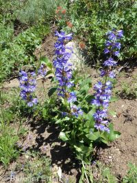 Payette penstemon (<em>Penstemon payettensis</em>)