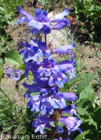 Payette penstemon (<em>Penstemon payettensis</em>)