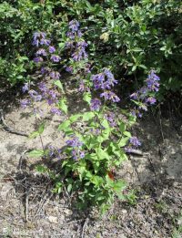 Wilcox's penstemon (<em>Penstemon wilcoxii</em>)