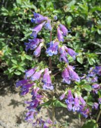 Wilcox's penstemon (<em>Penstemon wilcoxii</em>)