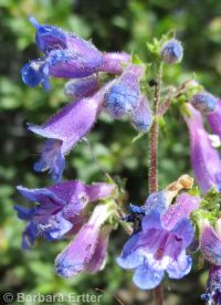 Wilcox's penstemon (<em>Penstemon wilcoxii</em>)