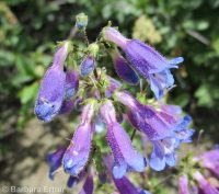Wilcox's penstemon (<em>Penstemon wilcoxii</em>)