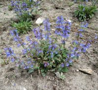 Wilcox's penstemon (<em>Penstemon wilcoxii</em>)