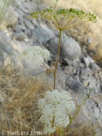 mountain, Gairdner's, or western yampah (<em>Perideridia montana</em>)
