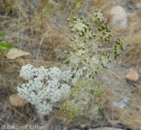 mountain, Gairdner's, or western yampah (<em>Perideridia montana</em>)