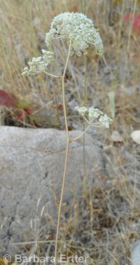 mountain, Gairdner's, or western yampah (<em>Perideridia montana</em>)