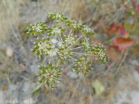 mountain, Gairdner's, or western yampah (<em>Perideridia montana</em>)