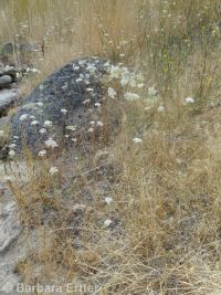 mountain, Gairdner's, or western yampah (<em>Perideridia montana</em>)