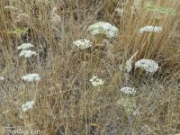 mountain, Gairdner's, or western yampah (<em>Perideridia montana</em>)