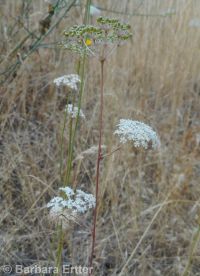 mountain, Gairdner's, or western yampah (<em>Perideridia montana</em>)
