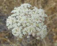 mountain, Gairdner's, or western yampah (<em>Perideridia montana</em>)