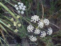 mountain, Gairdner's, or western yampah (<em>Perideridia montana</em>)
