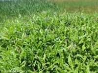 water smartweed (<em>Persicaria amphibia</em>)