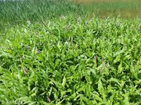 water smartweed (<em>Persicaria amphibia</em>)