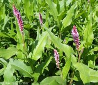 water smartweed (<em>Persicaria amphibia</em>)