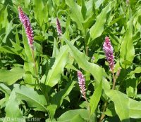 water smartweed (<em>Persicaria amphibia</em>)