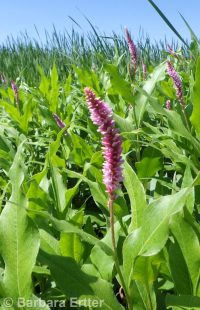 water smartweed (<em>Persicaria amphibia</em>)