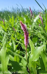 water smartweed (<em>Persicaria amphibia</em>)