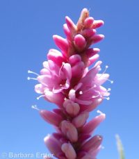 water smartweed (<em>Persicaria amphibia</em>)