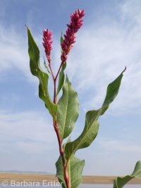 water smartweed (<em>Persicaria amphibia</em>)