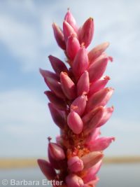 water smartweed (<em>Persicaria amphibia</em>)