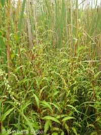 marshpepper smartweed (<em>Persicaria hydropiper</em>)