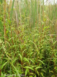 marshpepper smartweed (<em>Persicaria hydropiper</em>)