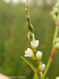 marshpepper smartweed (<em>Persicaria hydropiper</em>)