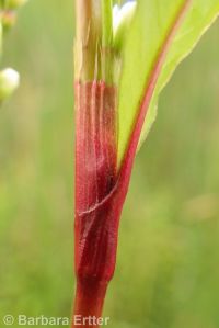 marshpepper smartweed (<em>Persicaria hydropiper</em>)