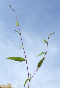 marshpepper smartweed (<em>Persicaria hydropiper</em>)