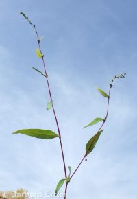 marshpepper smartweed (<em>Persicaria hydropiper</em>)