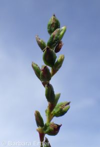 marshpepper smartweed (<em>Persicaria hydropiper</em>)