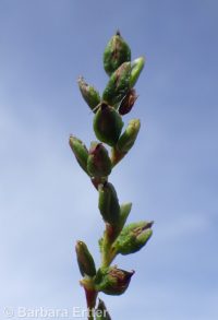 marshpepper smartweed (<em>Persicaria hydropiper</em>)