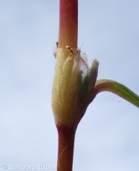 marshpepper smartweed (<em>Persicaria hydropiper</em>)