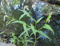 curlytop, nodding, or pale smartweed (<em>Persicaria lapathifolia</em>)