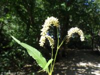 curlytop, nodding, or pale smartweed (<em>Persicaria lapathifolia</em>)