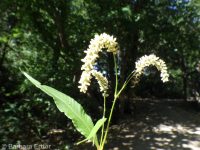 curlytop, nodding, or pale smartweed (<em>Persicaria lapathifolia</em>)