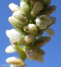 curlytop, nodding, or pale smartweed (<em>Persicaria lapathifolia</em>)