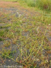 curlytop, nodding, or pale smartweed (<em>Persicaria lapathifolia</em>)