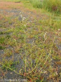 curlytop, nodding, or pale smartweed (<em>Persicaria lapathifolia</em>)
